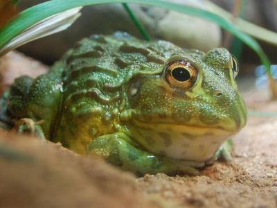 欧盟10年吃掉4万吨青蛙腿 将多种蛙类推向灭绝险境