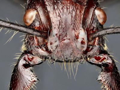 亚马逊的子弹蚁可以让你拥有世界上最痛苦的刺痛