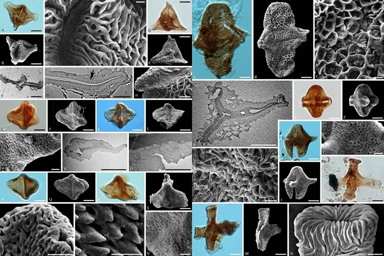 《白垩纪研究》：晚白垩世三突起类花粉研究取得系统性进展