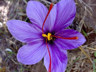 来自伊朗试验的证据：藏红花是否会成为用于关节炎患者的安全和有效的自然疗法？