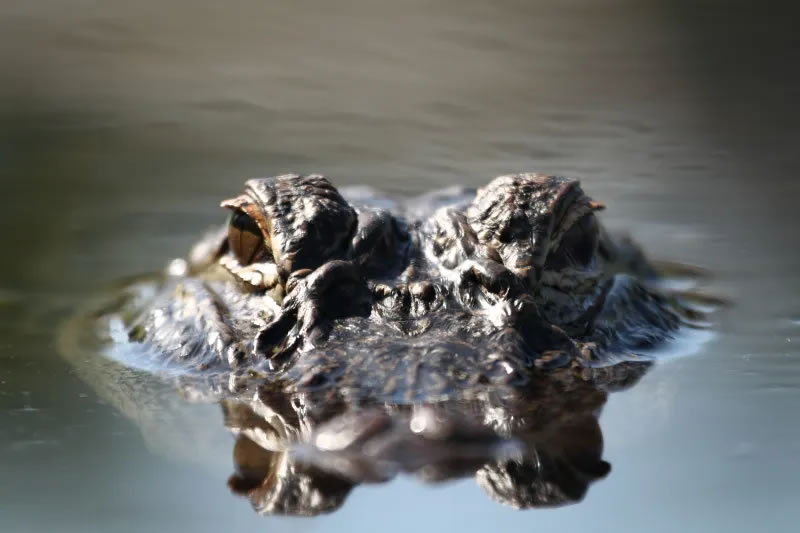 美国佛州老妇人掉进池塘被2条鳄鱼活活咬死
