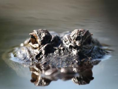 美国佛州老妇人掉进池塘被2条鳄鱼活活咬死