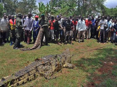 非洲乌干达5公尺长变种巨鳄“本拉登”吃掉至少83人 几乎灭村