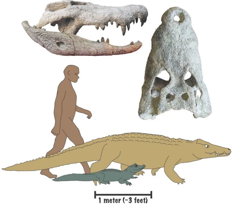 东非发现1800万年前的巨型鳄鱼新物种 其后来莫名其妙地灭绝