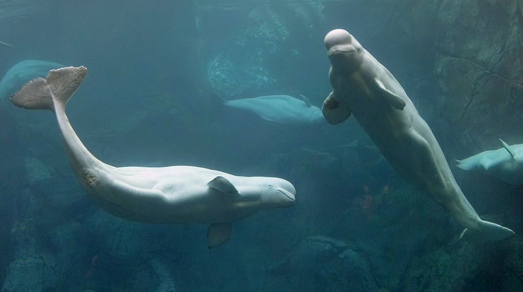 视频直播看55000头白鲸如何穿越海洋迁徙