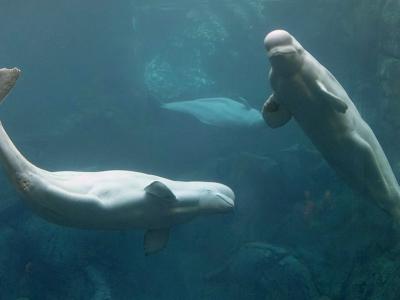 视频直播看55000头白鲸如何穿越海洋迁徙