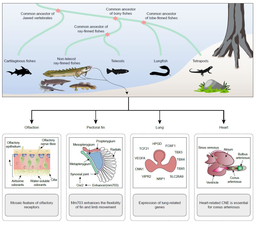 破解脊椎动物水生到陆生演化之谜 验证达尔文提出的肺和鱼鳔是同源器官的假说