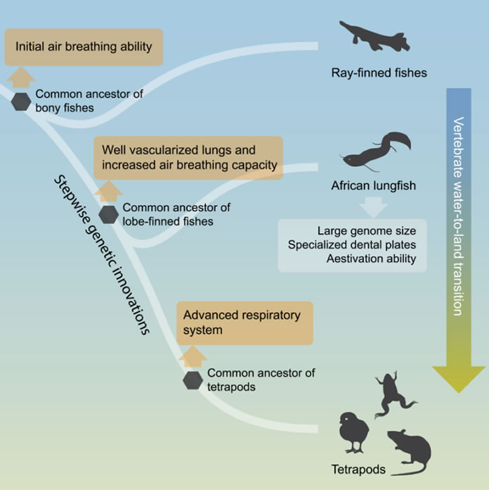 破解脊椎动物水生到陆生演化之谜 验证达尔文提出的肺和鱼鳔是同源器官的假说