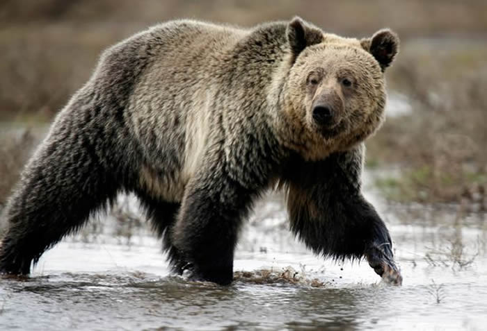 美国女子在蒙大拿州露营 因果香洗发精闻起来像食物被189kg野熊杀害