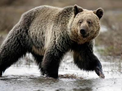 美国女子在蒙大拿州露营 因果香洗发精闻起来像食物被189kg野熊杀害