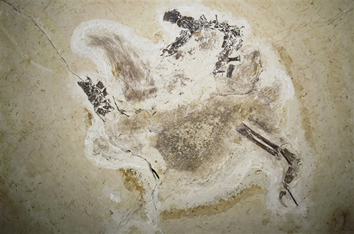 德国将把这具鸡大小、长着毛状鬃毛的恐龙化石归还巴西。图片来源：FELIPE LIMA PINHEIRO