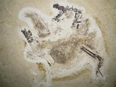 德国将非法获得的1.1亿年前恐龙化石归还巴西