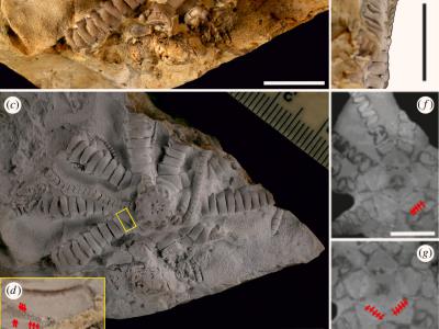 非洲埃塞俄比亚发现的海洋无脊椎动物——海百合化石被命名为“泽连斯基”