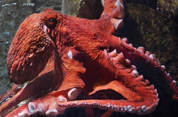 巨型平静洋章鱼