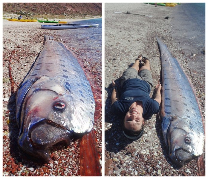 墨西哥海滩现近5米长皇带鱼