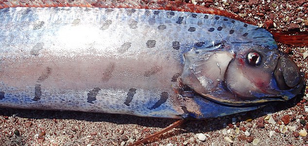 墨西哥海滩现近5米长皇带鱼