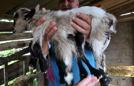 克罗地亚农场出生一只牝牡同体的8腿山羊