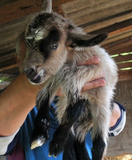 克罗地亚农场出生一只牝牡同体的8腿山羊
