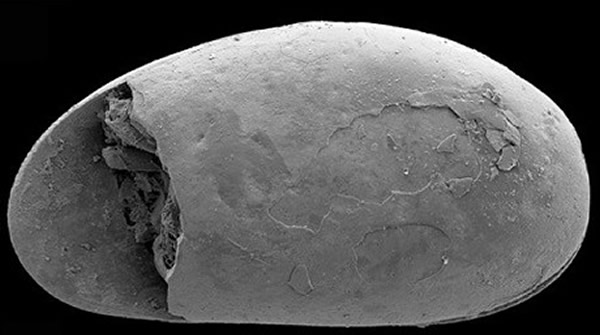 研究职员在图中的太古虾类化石中，发明环球最迂腐的精子化石。
