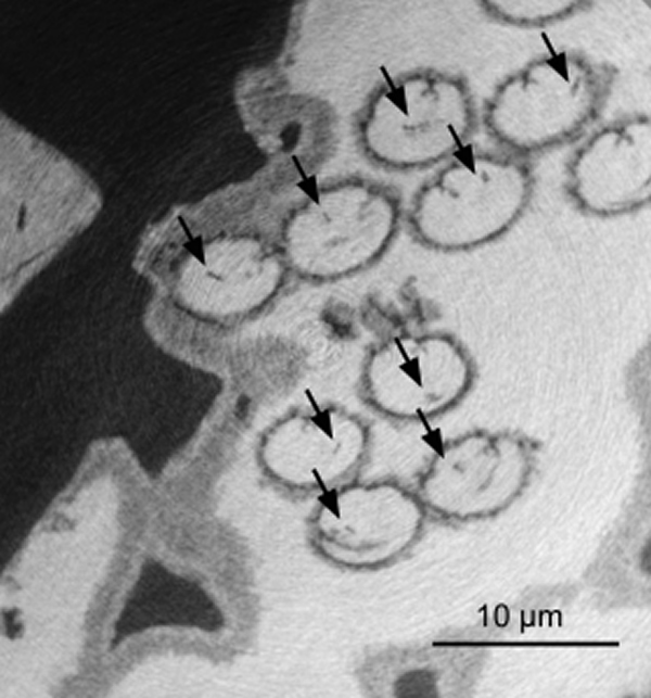研究职员在图中的太古虾类化石中，发明环球最迂腐的精子化石。