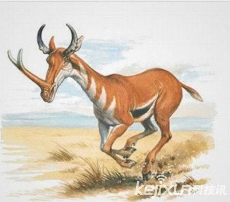 细数7大怪异动物祖先   奇角鹿好似传说中的独角兽