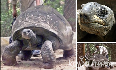 盘点动物世界十大老寿星：印度巨型陆龟活到226岁