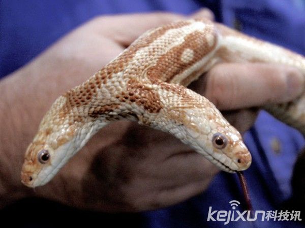 盘点全球令人惊奇的双头动物：双头蛇已活超6年