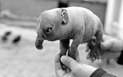 10月8日，吉林市洪先生家养的猪下了一头很像大象的小崽本报记者王强摄