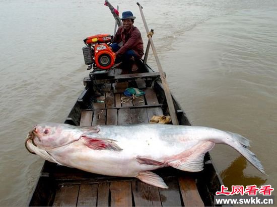 组图:盘点湄公河的巨型淡水鱼类