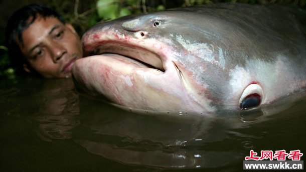 组图:盘点湄公河的巨型淡水鱼类