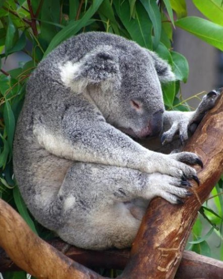 盘点7种最嗜睡动物：树袋熊一天睡22个小时 