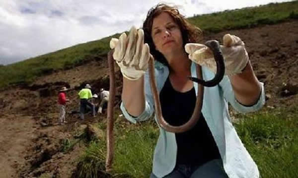 澳大利亚最新发现罕见的巨型蚯蚓，体长最大3米，寿命可达到5年以上。