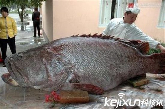 食人鱼到底多厉害?巨型食人鱼吃人只需1分钟