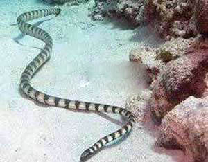 Top1：世界上最毒的蛇：贝尔彻海蛇 0.0013mg/kg