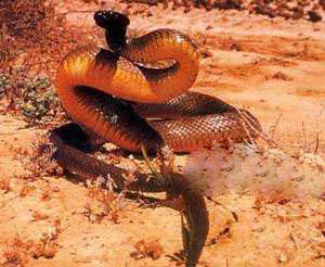Top2：世界上最毒的蛇：细鳞太攀蛇 0.0021mg/kg