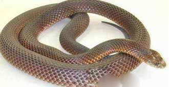 Top5：世界上最毒的蛇：棕伊澳蛇 0.02mg/kg