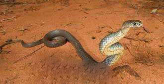 Top8：世界上最毒的蛇：东部拟眼镜蛇 0.0365mg/kg