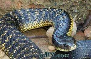 Top9：世界上最毒的蛇：东部虎蛇 0.04mg/kg 