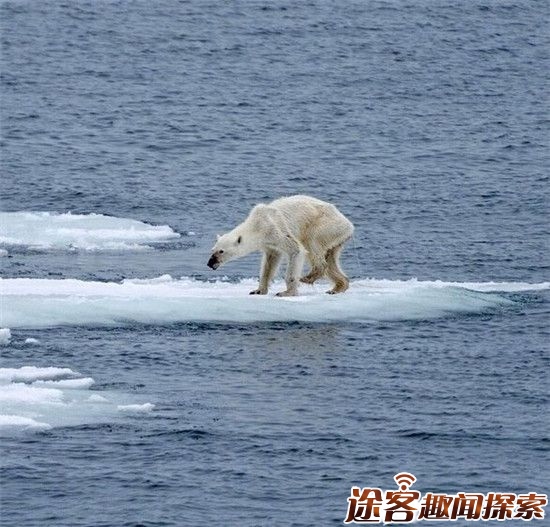 2016年人类可能要被热死：2月份北极熊被热哭