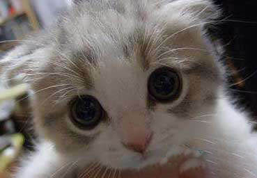 Top1：世界上最可爱的猫：苏格兰折耳猫