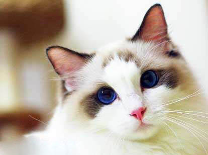 Top2：世界上最可爱的猫：布偶猫