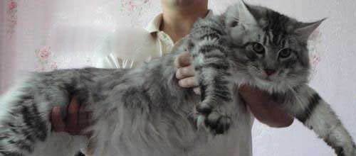 Top3：世界上最可爱的猫：缅因库恩猫