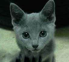 Top9：世界上最可爱的猫：俄罗斯蓝猫