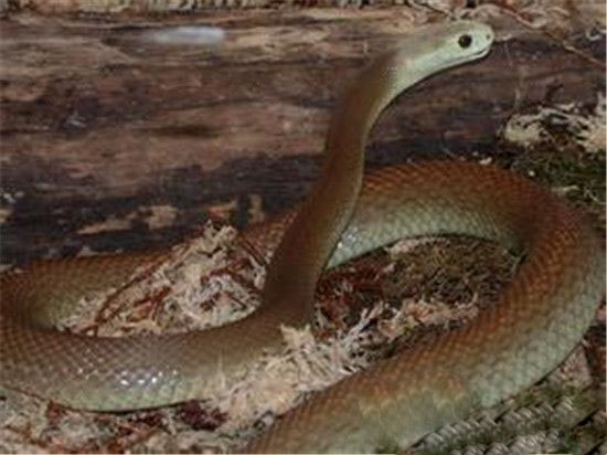 恐怖玻璃蛇竟是远古九头蛇后裔 世界最大蛇盘点