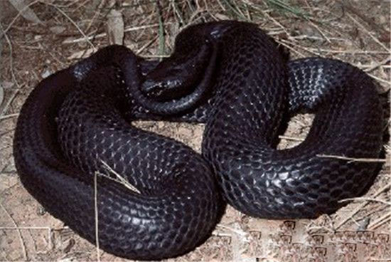恐怖玻璃蛇竟是远古九头蛇后裔 世界最大蛇盘点