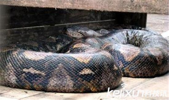 世界最大的蛇97米 工地现超级大蟒蛇