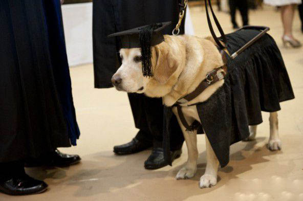 世界最高学历的狗 被授予荣誉硕士学位 第1张图片