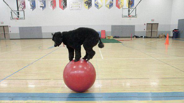 贵宾犬在健身球上移动10米只用33秒 打破世界纪录！ 第1张图片