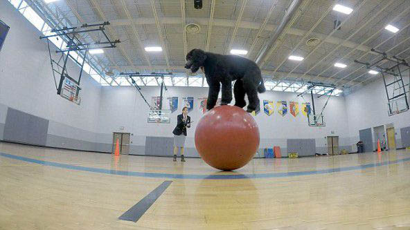 贵宾犬在健身球上移动10米只用33秒 打破世界纪录！ 第2张图片