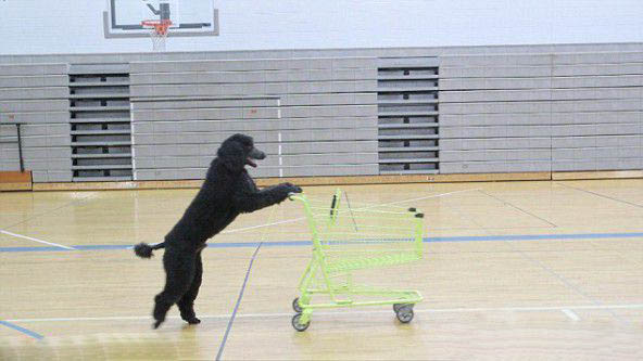 贵宾犬在健身球上移动10米只用33秒 打破世界纪录！ 第4张图片